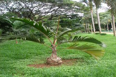 Hyophorbe lagenicaulis